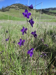 Delphinium variegatum