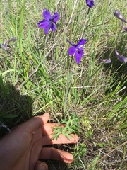 Delphinium variegatum