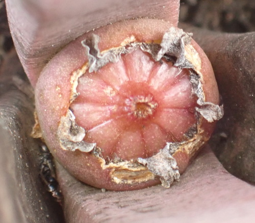 Pleiospilos compactus