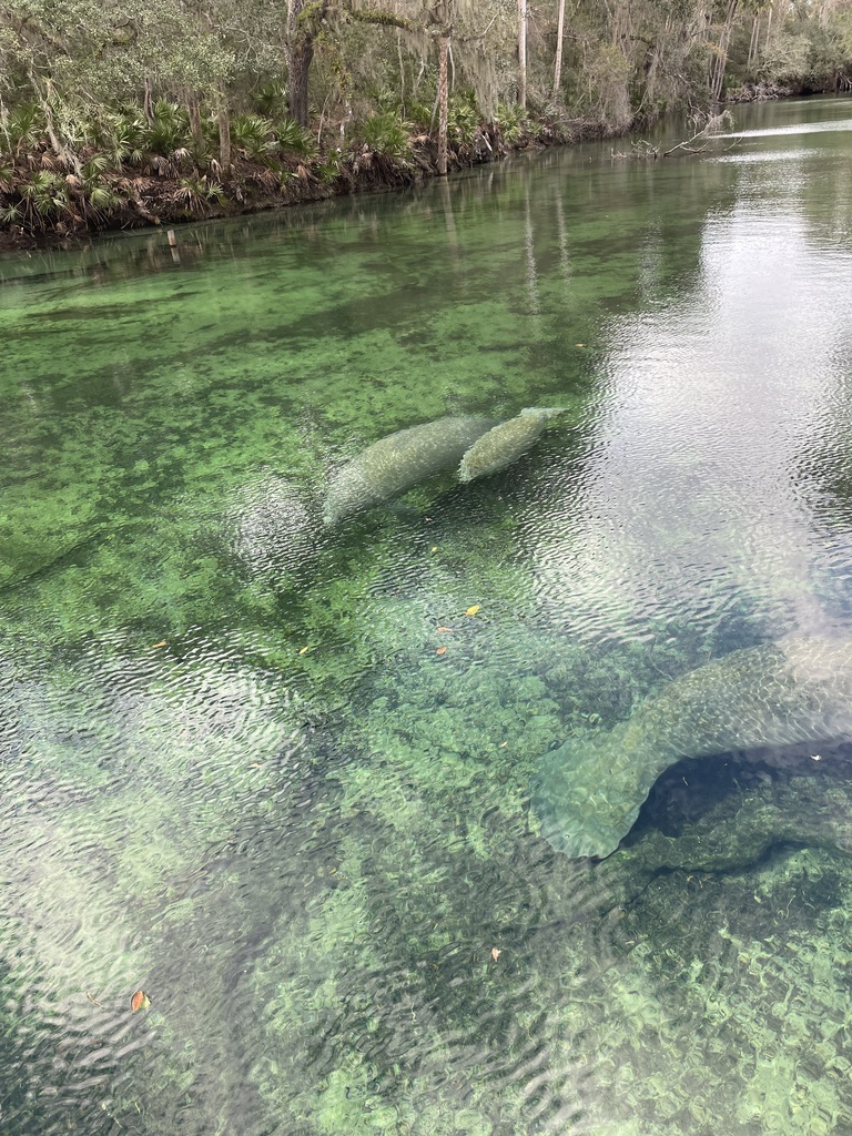 Florida Manatee In January 2024 By Nhf INaturalist   Large 