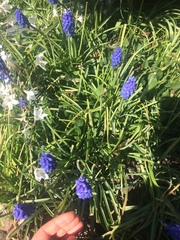 Muscari neglectum