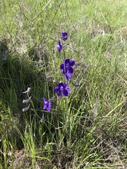 Delphinium variegatum