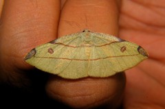Hypochrosini