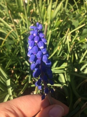 Muscari neglectum