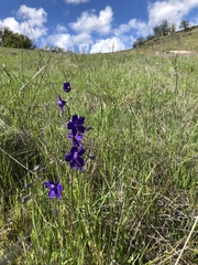 Delphinium variegatum