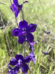 Delphinium variegatum