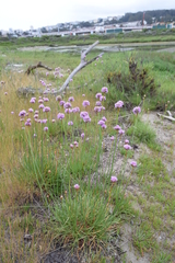 Armeria maritima californica