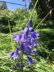 Hyacinthoides hispanica