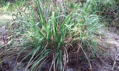 Tripsacum dactyloides