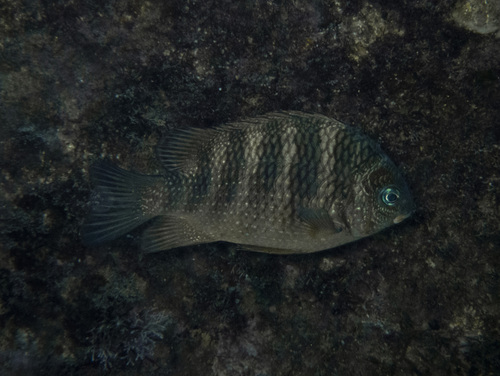 Mexican Nightsergeant