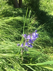 Hyacinthoides hispanica