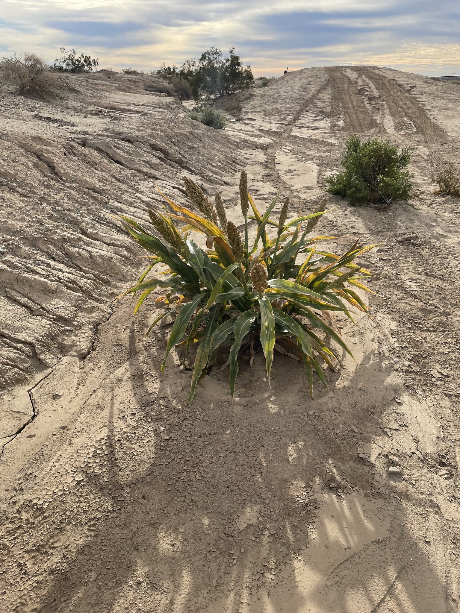 Imagem de Sorgo