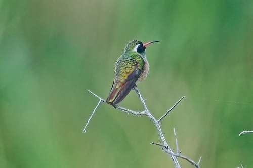 Xantus's Hummingbird (Basilinna xantusii), photo 10