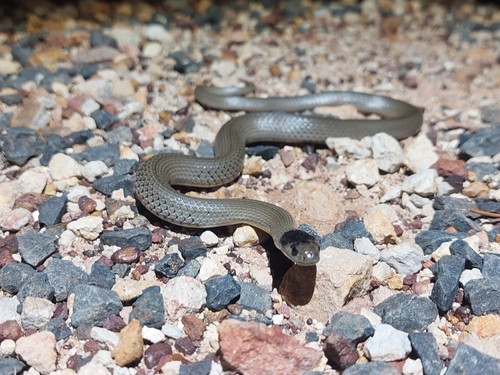 Photo of a Grey Snake (Hemiaspis damelii)