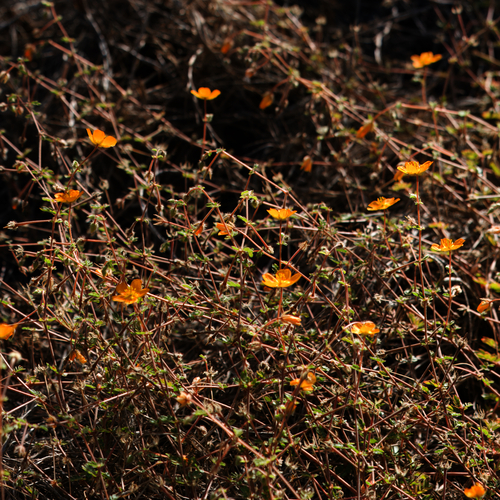 Image of Kallstroemia peninsularis by (c) Bill Levine, some rights reserved (CC BY)