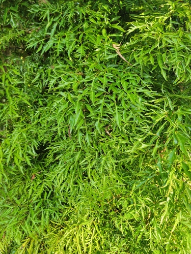 Polyscias fruticosa