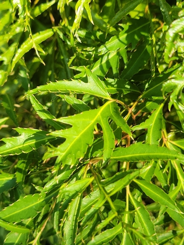 Polyscias fruticosa