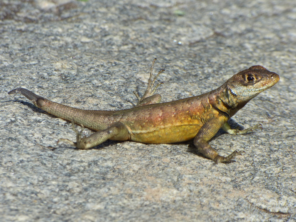 Tropidurus imbituba