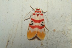 Cyana bellissima
