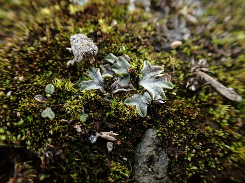 Image of Riccia lamellosa by no rights reserved