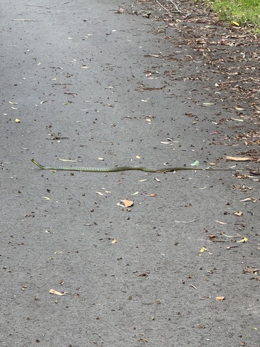 Common Tree Snake sighting