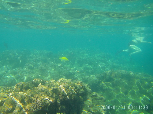 Kyphosus sandwicensis, 2022-08-24