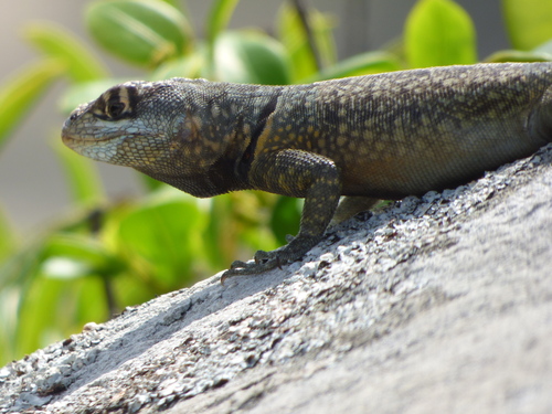 Tropidurus imbituba