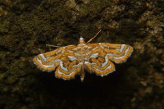 Musotiminae