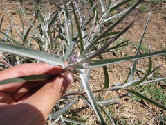 Asclepias brachystephana
