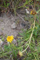 Grindelia stricta angustifolia