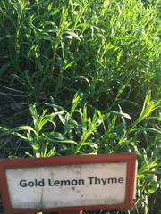 Thymus × citriodorus