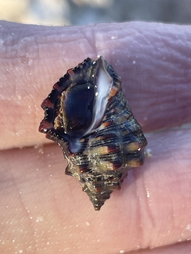 Stramonita rustica (Lamarck, 1822)