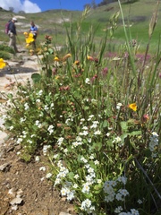 Plagiobothrys stipitatus