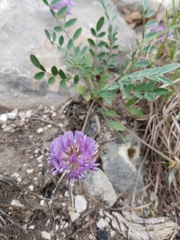 Astragalus lotiflorus