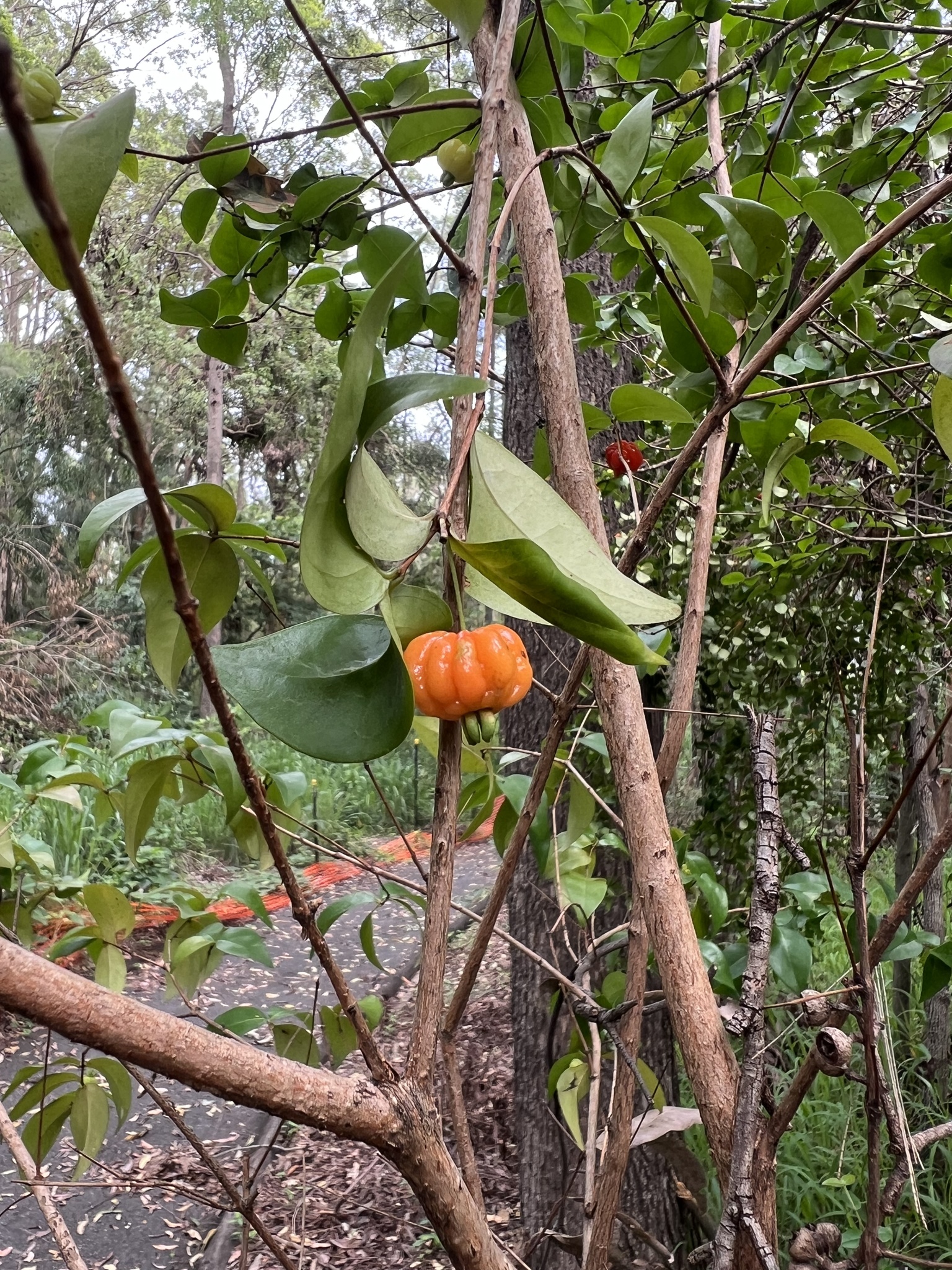 Imagem de Pitanga