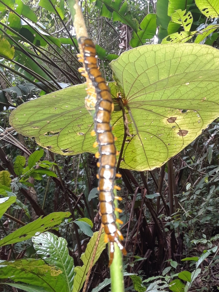 Giant Centipedes from Limón, Talamanca, Costa Rica on April 8, 2023 at