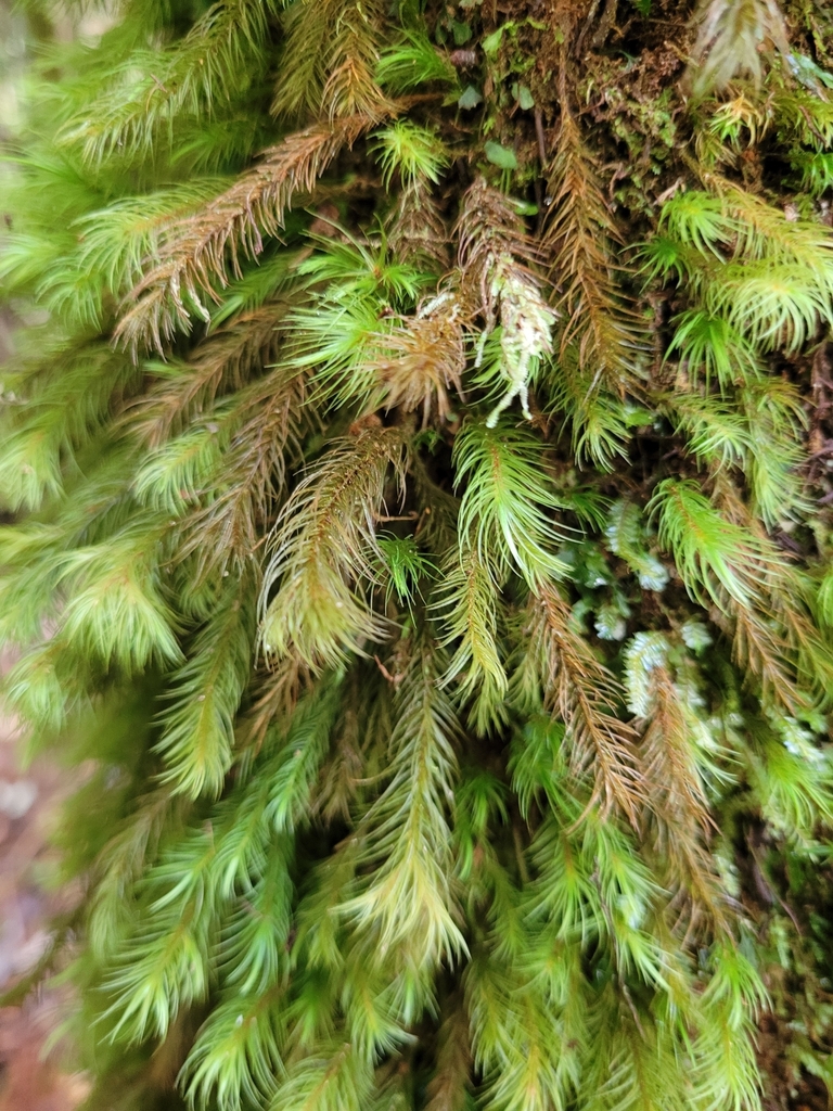 Cryptopodium bartramioides