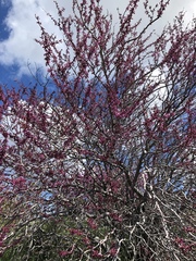 Cercis occidentalis