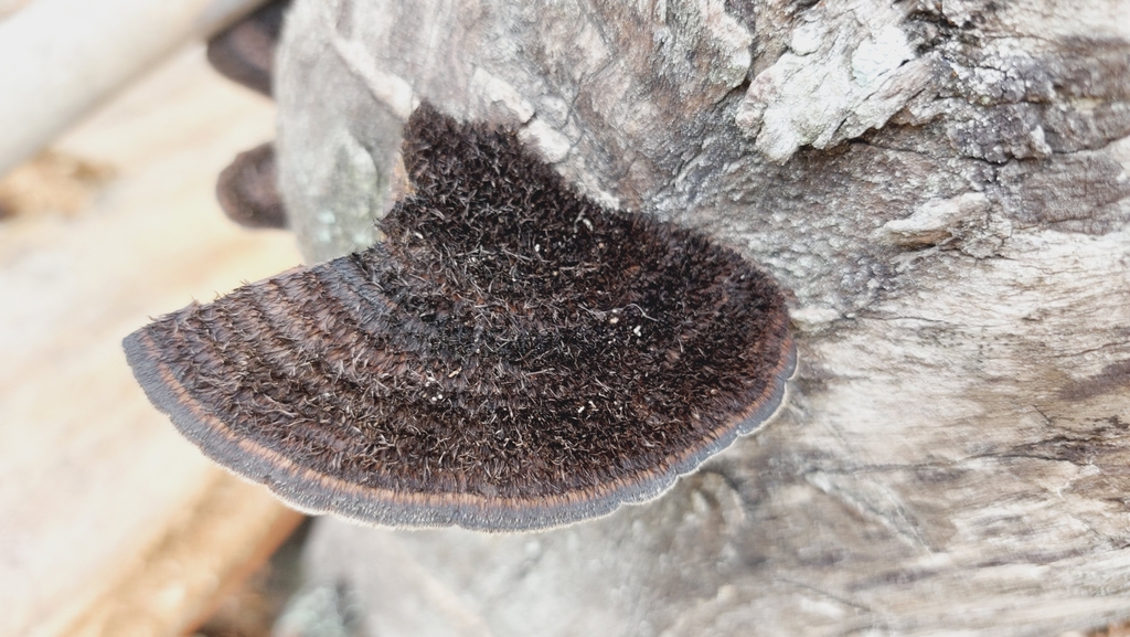 Hexagonia hydnoides · January 2024 · photo: © francisco_bezerra (iNaturalist, cc-by-nc)