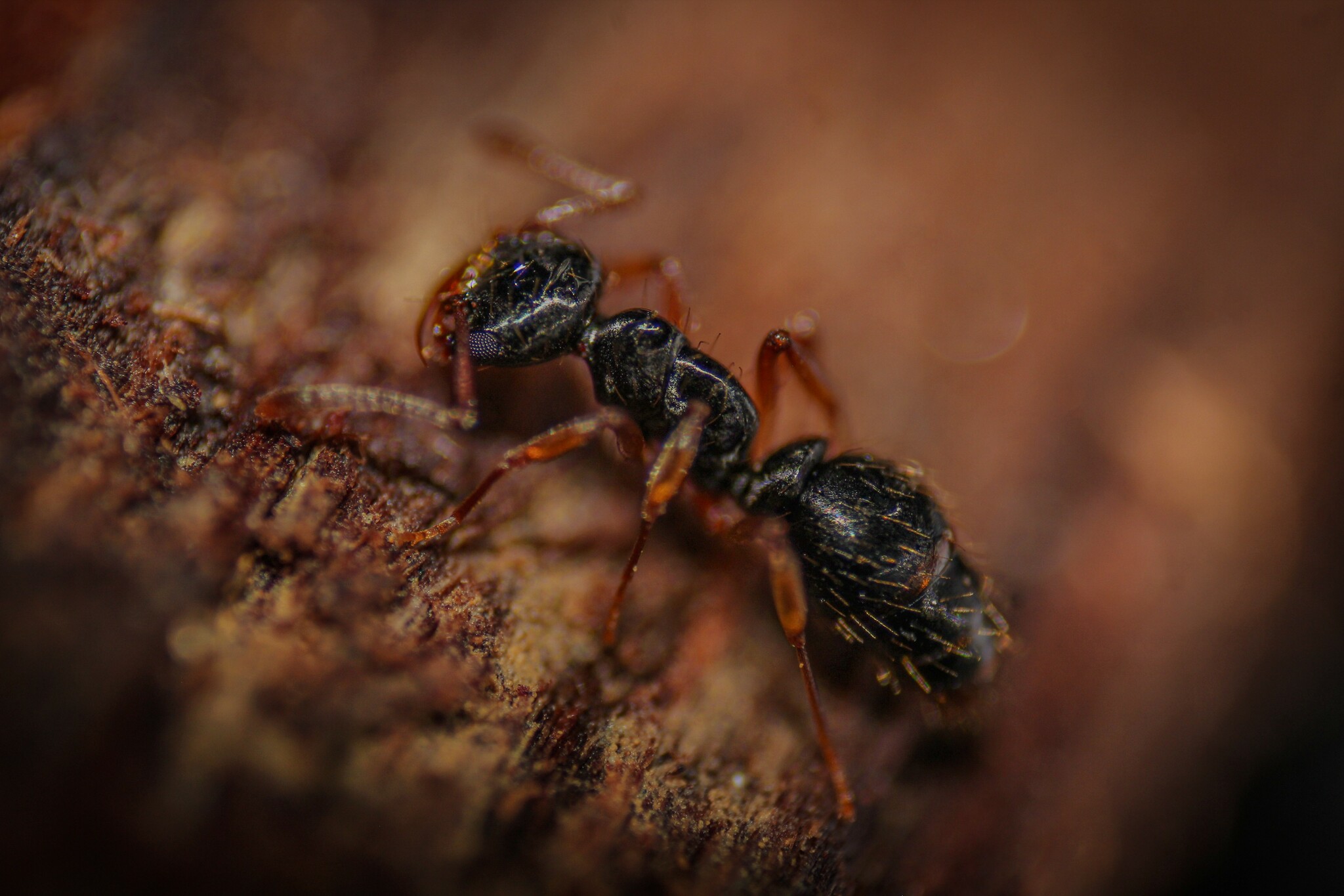Thaumatomyrmex mutilatus