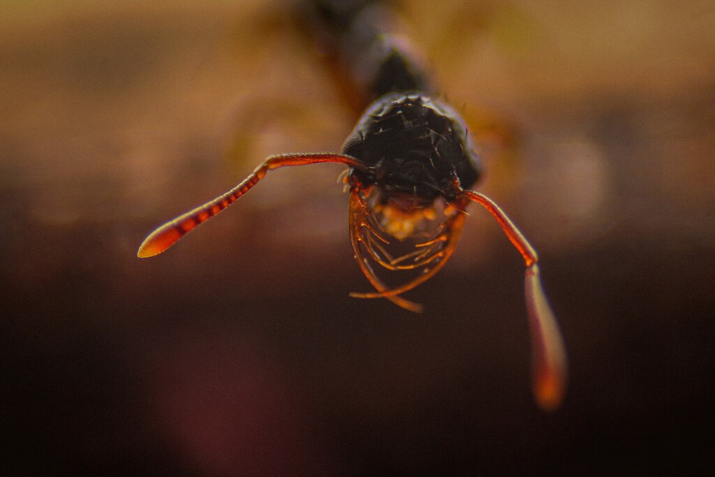 Thaumatomyrmex