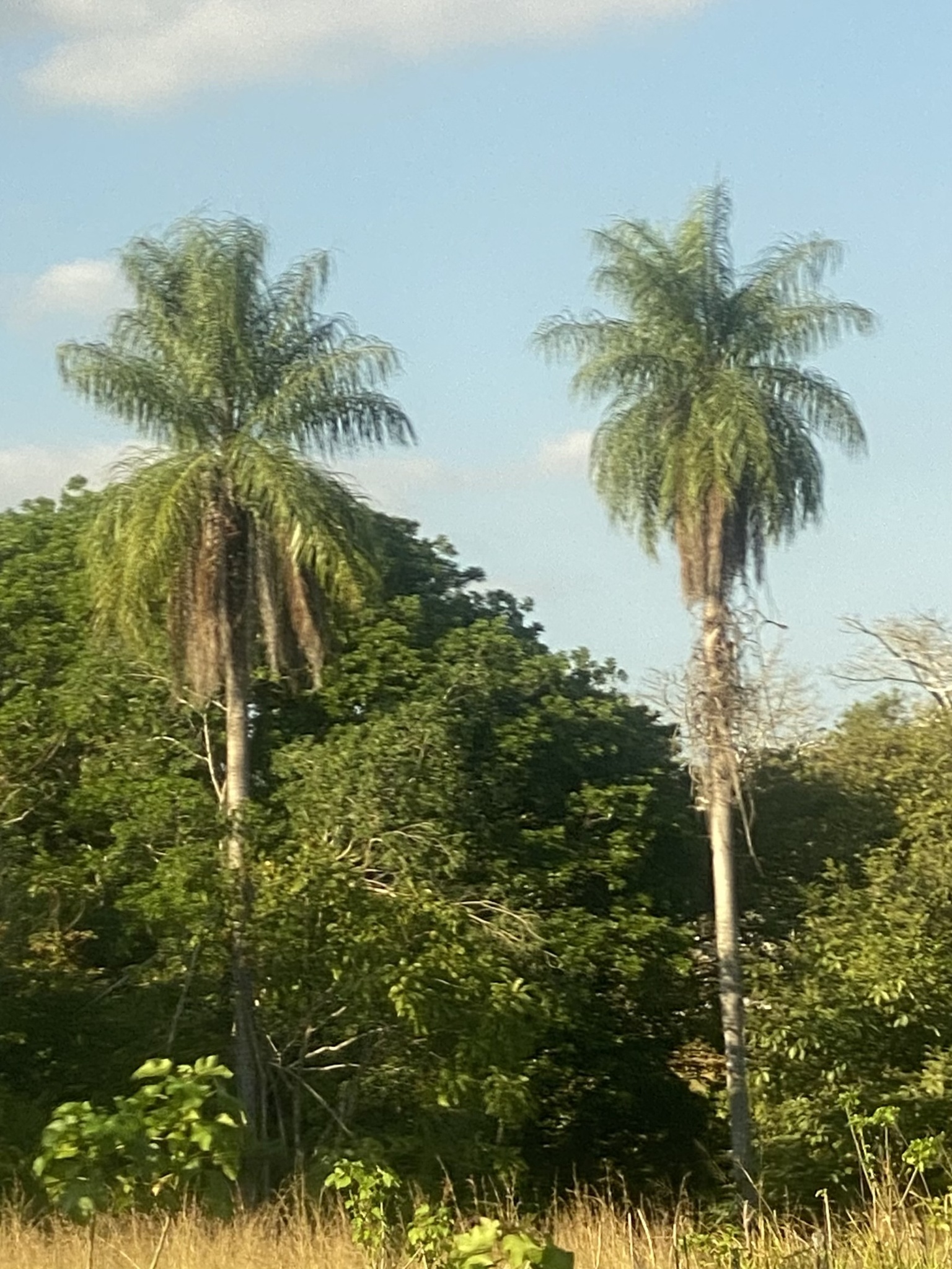 Imagem de Macaúba
