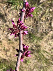 Cercis occidentalis
