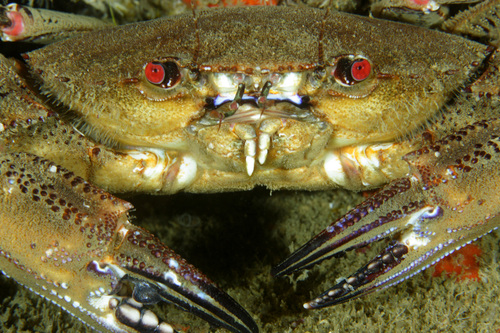 Velvet Swimming Crab, photo 9 of 10