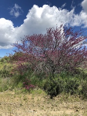 Cercis occidentalis