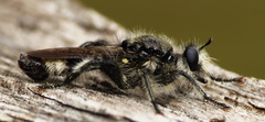 Laphria cinerea
