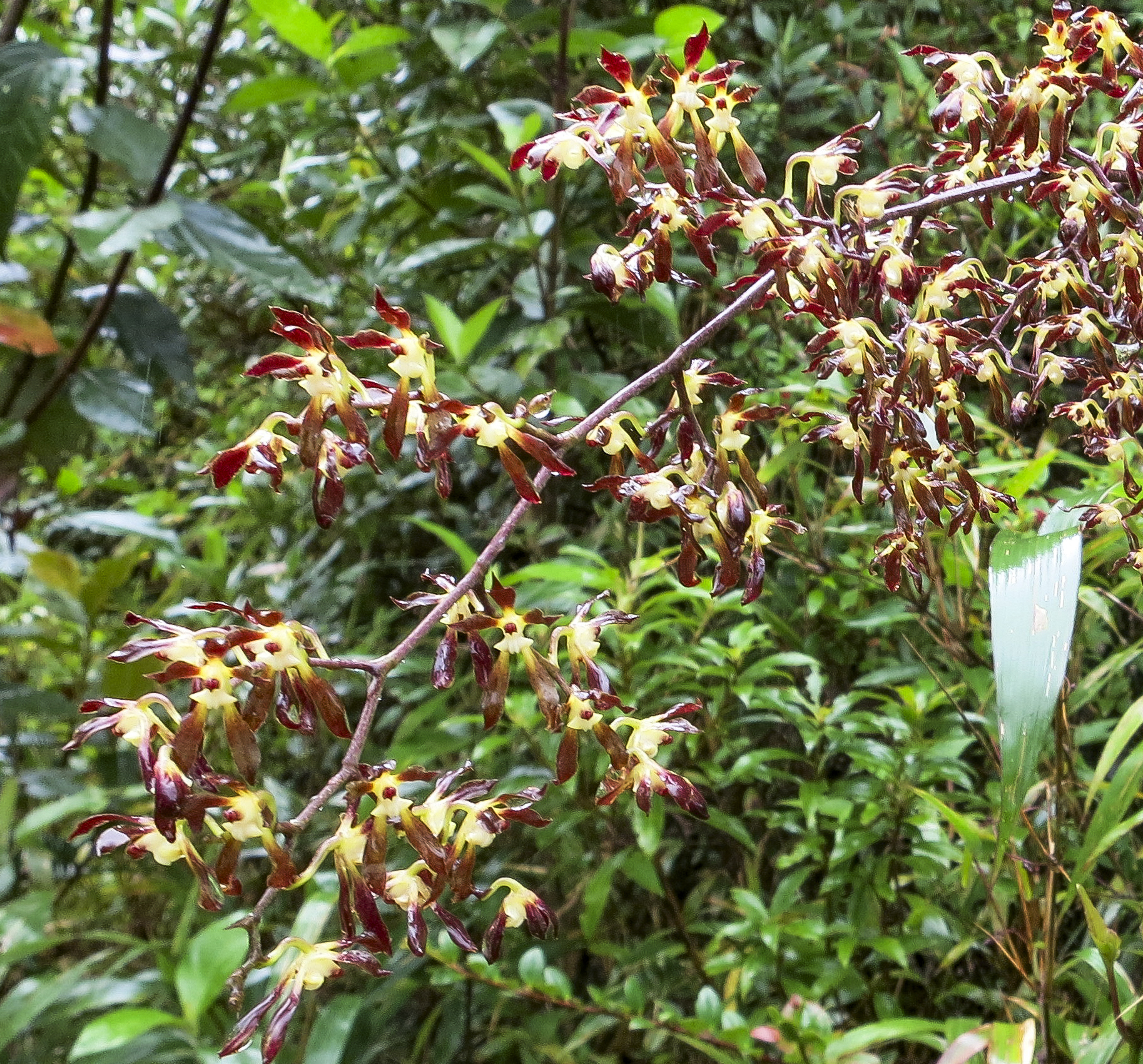 Cyrtochilum myanthum image