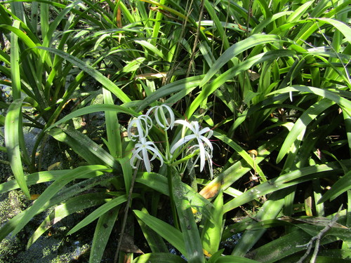 Southern Swamp Crinum (Crinum americanum)