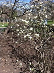 Fothergilla major