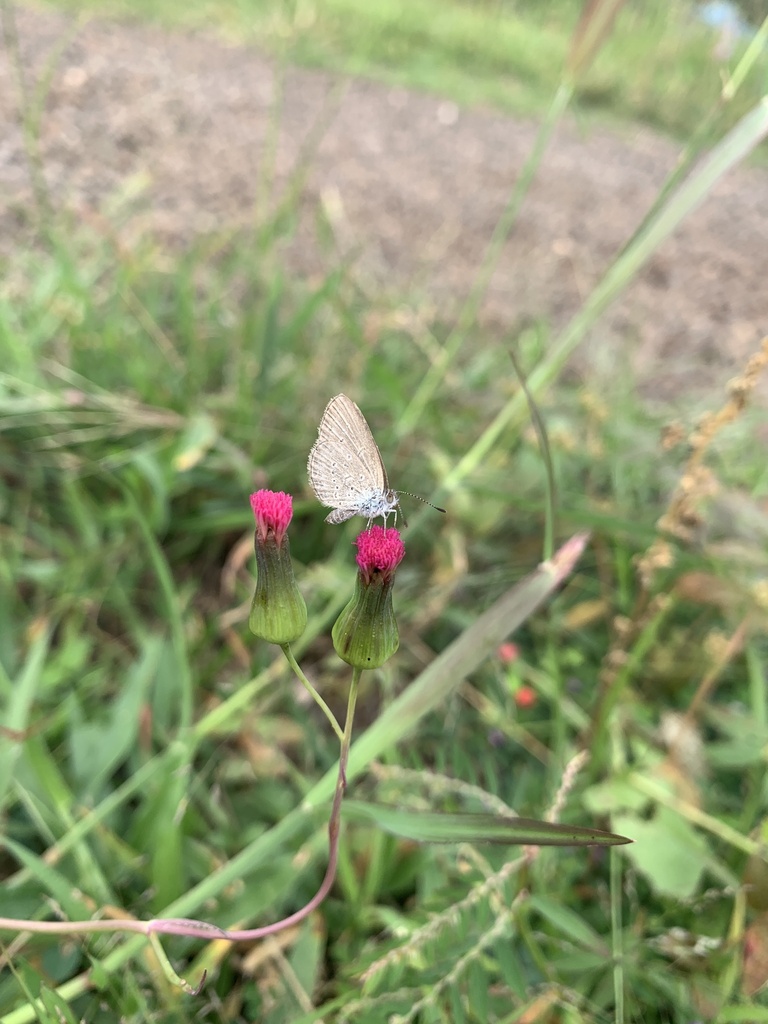 Lesser Grass Blue In January 2024 By Weevil Fan · Inaturalist